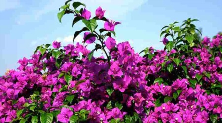 Best Flowering Plants for Your Garden in Florida