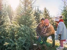 A Festive Tradition: Cutting Your Own Christmas Tree in Calgary