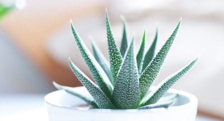 8 Houseplants You Will Rarely Have to Water