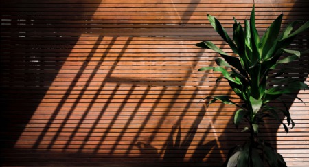5 Tips for Keeping Your Plants Healthy