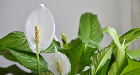 5 Air-Purifying Plants for Your Home