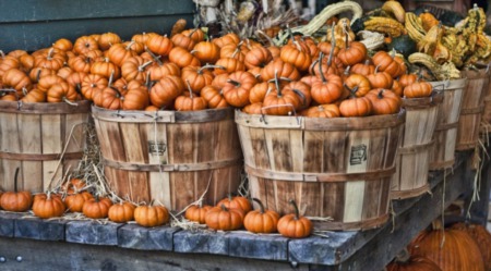 FESTIVE FALL FAMILY EVENTS