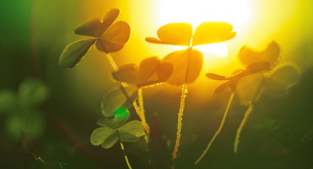 The History Behind Saint Patrick's Day