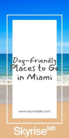 Dog-Friendly Places to Go in Miami