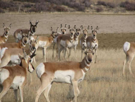 South Park Pronghorn