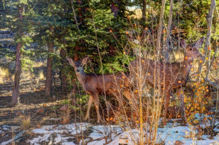 The Ultimate Guide to Deer Hunting in Park County, Colorado