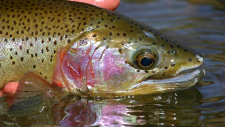 Reel in Paradise: Exploring Fishing Land in Park County, Colorado