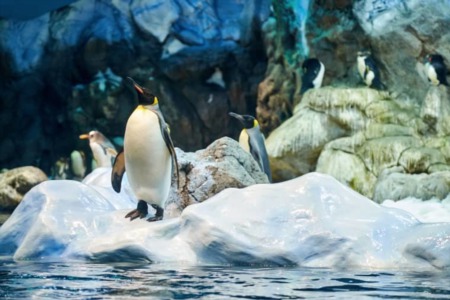 Aquariums and Zoos Sharing Live Videos of Animals