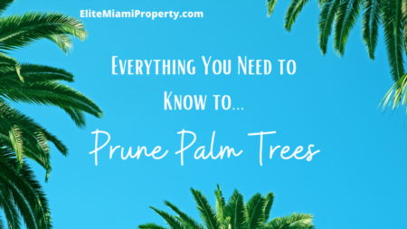 Pruning Your Palm Trees, What You Need to Know