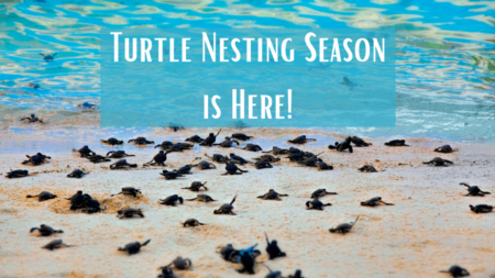 Turtle Nesting Season is Upon Us!