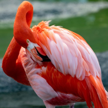 Is There Wildlife in Miami?