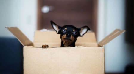 Helping Your Pet Through A Move