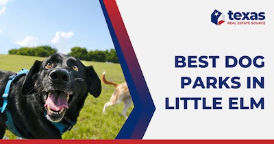 5 Best Little Elm TX Dog Parks: How Dog-Friendly is Little Elm?