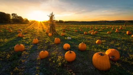 South Jersey's Best Pumpkin Patches