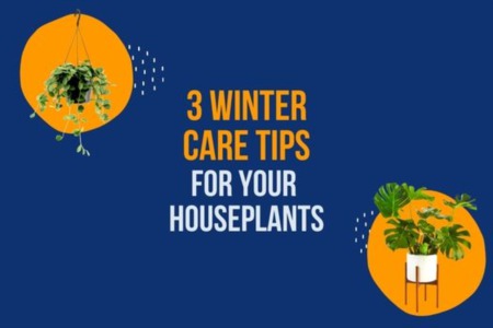 3 Winter Care Tips for Your Houseplants