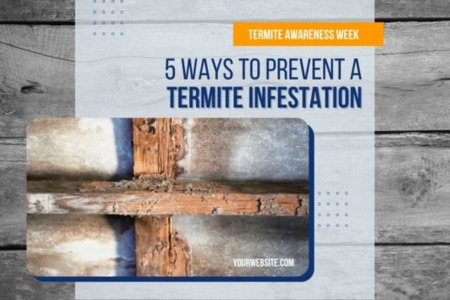 5 Ways to Prevent a Termite Infestation