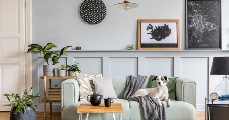 Home Staging Tips for Pet Owners: How to Get the Sale