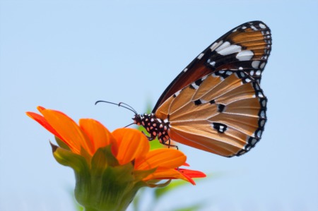 All Things Butterflies: Their Importance to Your Yard’s Ecosystem