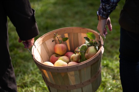 Apple Picking in Kansas City