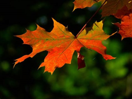 The Magic and Science of Autumn Leaves