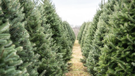 Christmas Tree Farms in Kansas City!