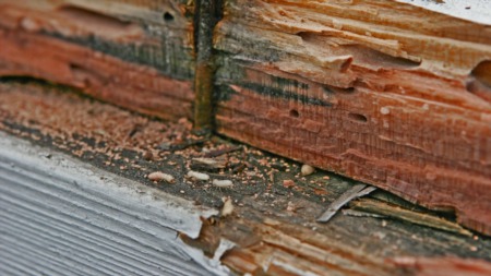 Tips on Identifying Signs of Termites & Treatment Options