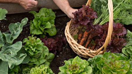 History of Victory Gardens, and How You Can Grow a Victory Garden of Your Own!