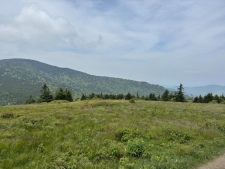 Happy Monday! Have you been to Roan Mountain?