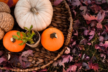 Looking to Sell: How To Decorate Your House For Fall