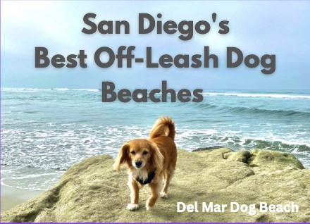 Dog-Friendly San Diego: 4 Off-Leash Dog Beaches in San Diego