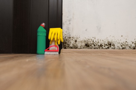 A Beginners Guide to Toxic Mold