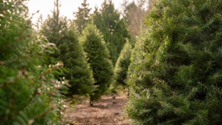 Christmas Trees - The Scrutiny, Selection, and Sources of Tree Hunting
