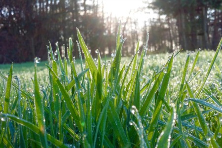 8 Spring Lawn Care Tasks You Need to Do Now