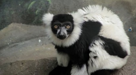 Zoo Boise: To Conserve and Preserve