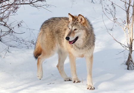 Hunting wolves in Idaho