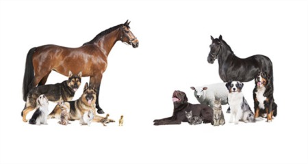 What pets are considered legal in Boise