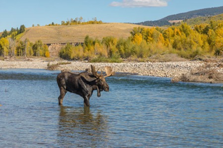 Hunting moose in Idaho