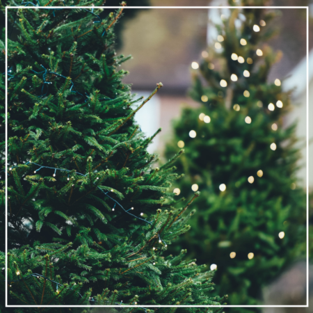Guide to Austin Christmas Tree Recycling and Disposal