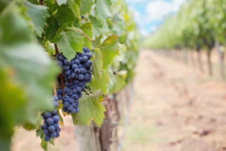 A Guide to Treasure Valley Wineries 