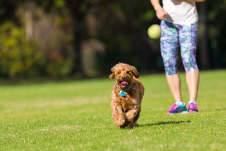 Top Dog-Friendly Parks in the Boise Area