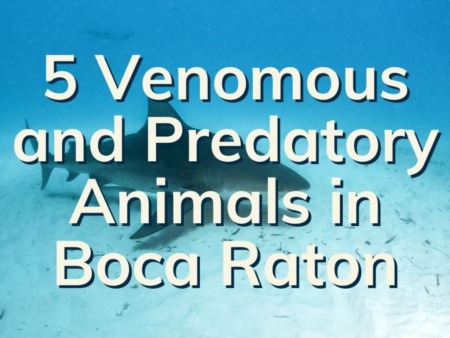 5 Venomous and Predatory Wild Animals In Boca Raton 