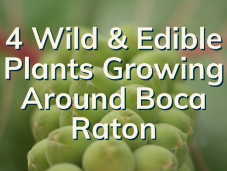  4 Wild Growing Plants To Enjoy In Boca | Boca Wild Edible Plant Guide