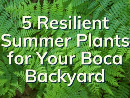 5 Resilient Summer Plants To Landscape Your Boca Home