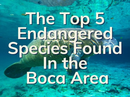 Endangered Species In Boca Raton | 5 Native Endangered Animals To Be Aware Of