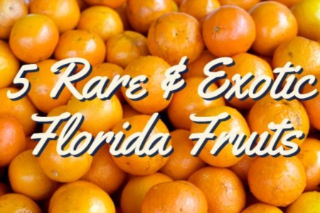 5 Delicious Fruits Grown In Florida | Florida Rare And Exotic Fruits