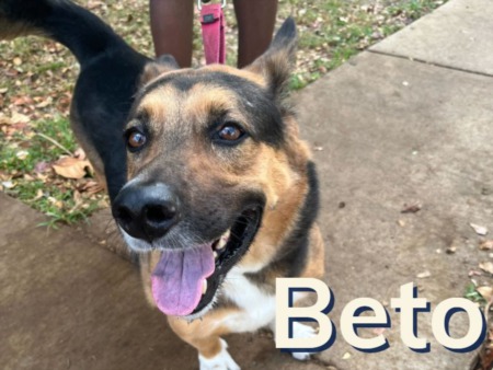 Boca Raton Pet Rescue | Dog of the Month (May 2022)