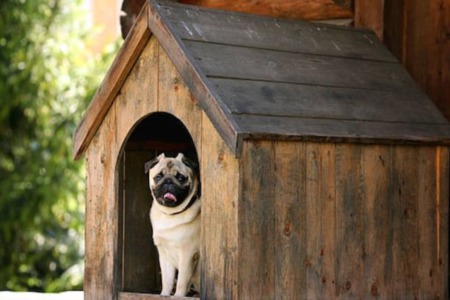 Best Ideas To Give Your Pet A Great Home