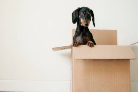 Handling Pets During A Move