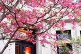 When's the Best Time to Plant Trees?