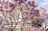 Best Trees to Plant for Curb Appeal